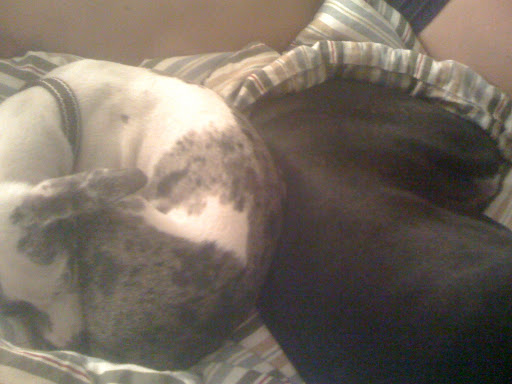 This little Yin-Yang display of doggie bonding is quite sweet