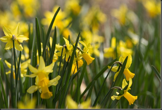 Fields of Daffodil