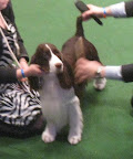 English Springer Spaniel
