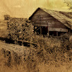 shed8337sh1.jpg