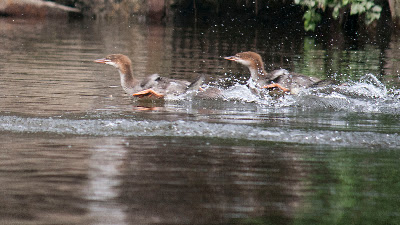 Merganser chicks. Love the way they hydroplane when they get toing. Never realized how far their feet got ahead of them, but off course the adults run across the water to take off so it makes sense.
