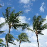 Windy Palm Trees