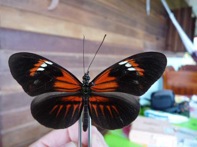 Heliconius melpomene thelxiopeia laurentina NEUSTETTER, 1927. RN2, Rivière Comté. 22 novembre 2011. Photo : C. Chazal
