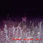 nichols deer 390.JPG