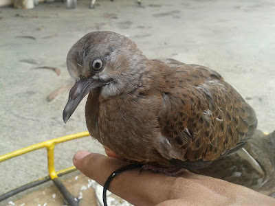 burung tekukur