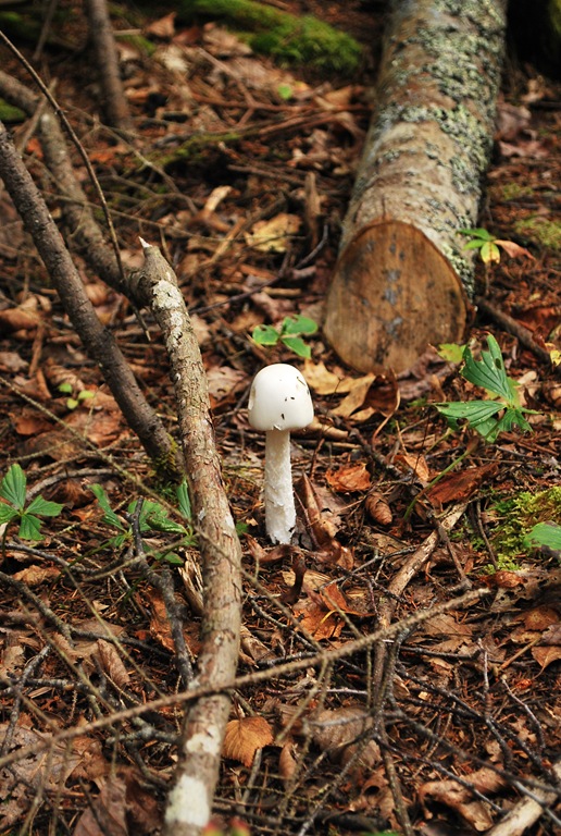 [mushroom-153.jpg]