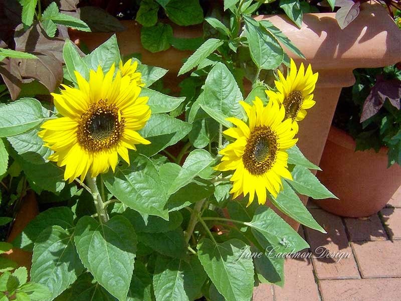 [Sunflowers%255B4%255D.jpg]