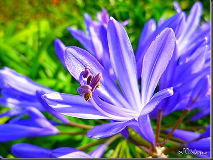 P1180950 P1180950