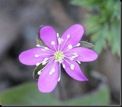 H. nobilis Pink form
