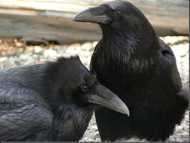 Pair of Raven