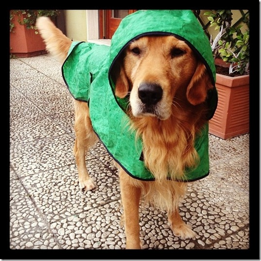 hurricane-sandy-dogs-4