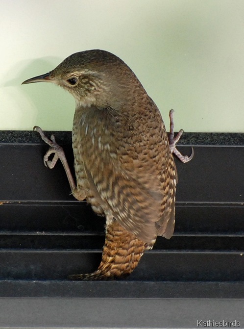 12. house wren-kab 12. house wren-kab