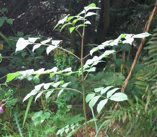 [20110904%2520Metre%2520Fraxinus%2520ash%2520006%255B2%255D.jpg]