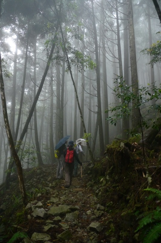 2013_0413 橫嶺山木馬古道_019 2013_0413 橫嶺山木馬古道_019