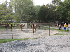 round pen for training or let your horse roll