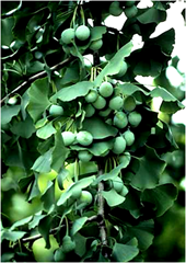 Ginko biloba Ginko biloba
