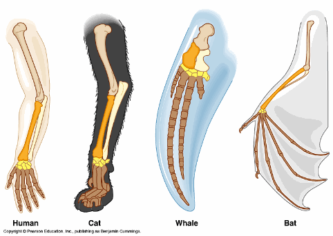 homologous structure