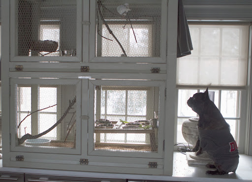 The nesting basket is high in the cage. Maybe I can stand on my hind legs to catch a glimpse of the baby squabs. The nesting basket is high in the cage. Maybe I can stand on my hind legs to catch a glimpse of the baby squabs.