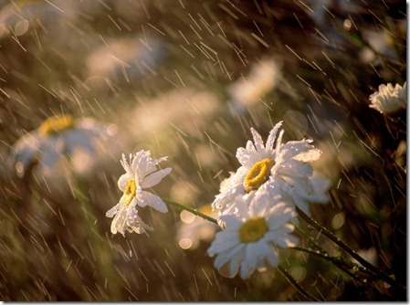 rain14 rain14