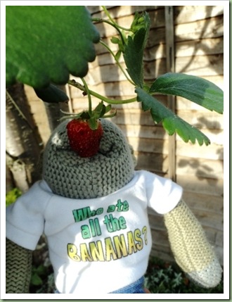 Monkey eating strawberries Monkey eating strawberries