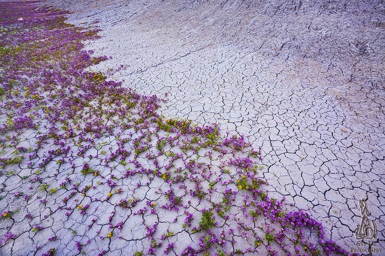 Colorado-flores silvestres-5