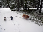 And look at all of these paw prints in the snow!  What kind of wild beast made these?  Oh wait, these are your prints!  No matter, I'm sure we can hunt out some other creatures!