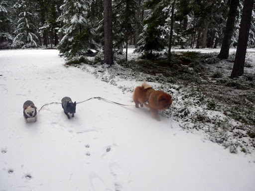 And look at all of these paw prints in the snow!  What kind of wild beast made these?  Oh wait, these are your prints!  No matter, I'm sure we can hunt out some other creatures!
