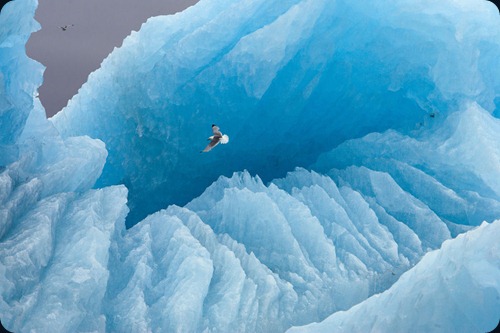 IMAGE IS FOR YOUR ONE-TIME EXCLUSIVE USE ONLY FOR MEDIA PROMOTION OF THE NATIONAL GEOGRAPHIC BOOK "POLAR OBSESSION." NO SALES, NO TRANSFERS.
©2009 Paul Nicklen / National Geographic
A kittiwake soars in front of a large iceberg. Svalbard, Norway (p. 29)
IMAGE IS FOR YOUR ONE-TIME EXCLUSIVE USE ONLY FOR MEDIA PROMOTION OF THE NATIONAL GEOGRAPHIC BOOK "POLAR OBSESSION." NO SALES, NO TRANSFERS.
©2009 Paul Nicklen / National Geographic
A kittiwake soars in front of a large iceberg. Svalbard, Norway (p. 29)