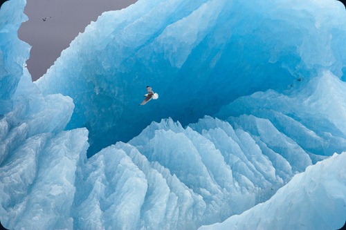 IMAGE IS FOR YOUR ONE-TIME EXCLUSIVE USE ONLY FOR MEDIA PROMOTION OF THE NATIONAL GEOGRAPHIC BOOK "POLAR OBSESSION." NO SALES, NO TRANSFERS.
©2009 Paul Nicklen / National Geographic
A kittiwake soars in front of a large iceberg. Svalbard, Norway (p. 29)
