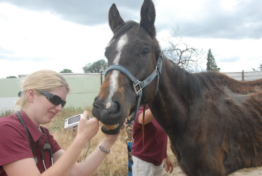 The field he was living in was comprised of poisonous weeds (star thistle) and Phoenix was in fact only 14 years old. The field he was living in was comprised of poisonous weeds (star thistle) and Phoenix was in fact only 14 years old.