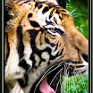 Malayan Tiger02.jpg