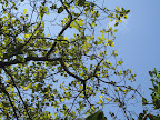 Cashew tree
