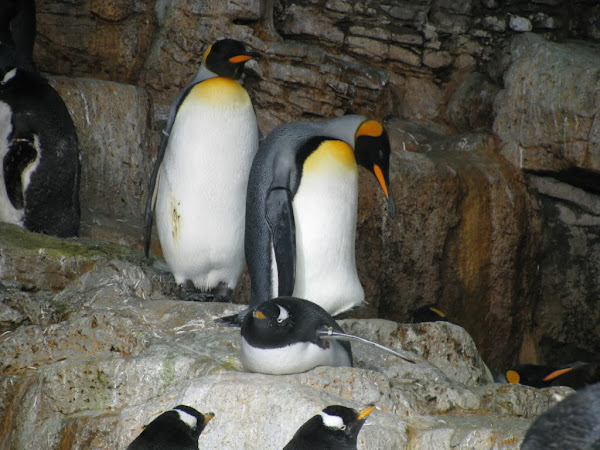 IMG_4277.jpg