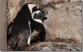 pinguino 2