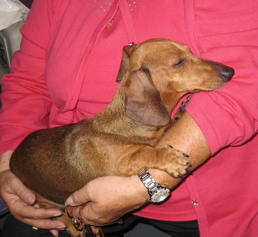 Awwww! A Dachshund rests after competition.