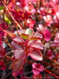 [Dragon%2527s%2520Blood%2520sedum%255B2%255D.jpg]