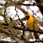 Black-headed weaver