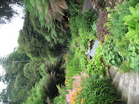 Sub tropical garden