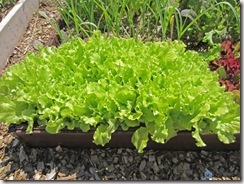 Black seeded Simpson leaf lettuce