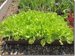 Black seeded Simpson  leaf lettuce