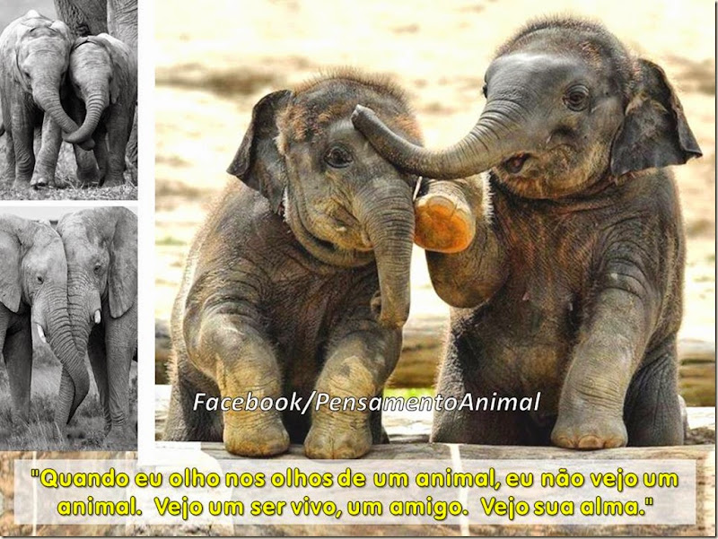 alma-animais alma-animais