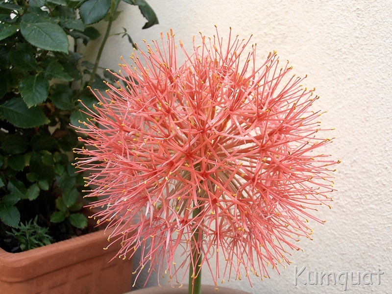 [scadoxus%25201%255B2%255D.jpg]