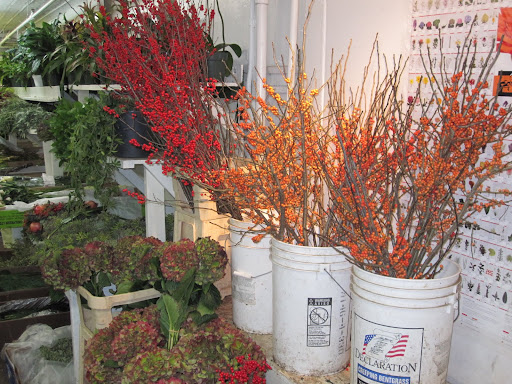 Here are some bright colored Ilex.