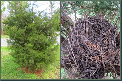 cedar nest cedar nest
