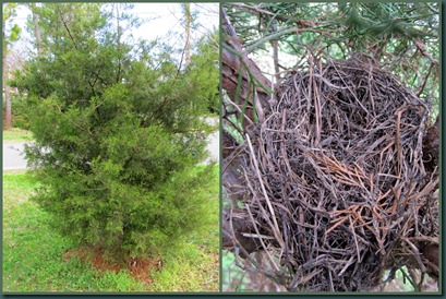 cedar nest