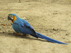 On our way to the Pampas tour, we stopped at a roadside restaurant for lunch. This parrot was just walking around, minding his own business.