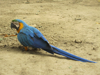 On our way to the Pampas tour, we stopped at a roadside restaurant for lunch. This parrot was just walking around, minding his own business.