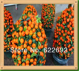MENTIRA 18 Mini-Potted-Edible-Fruit-Seeds-Bonsai-Orange-Seeds-China-Quanzhou-Climbing-Orange-Tree-Seeds.jpg_220x220