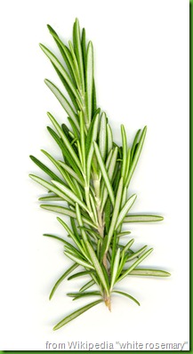 Rosemary_white_bg