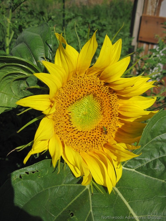 [Sunflower2%255B8%255D.jpg]